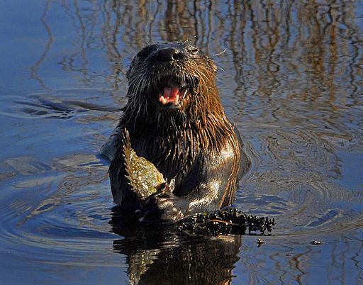 an otter holding a fish