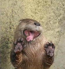 An Otter