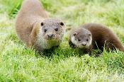 Two otters in a grassy field